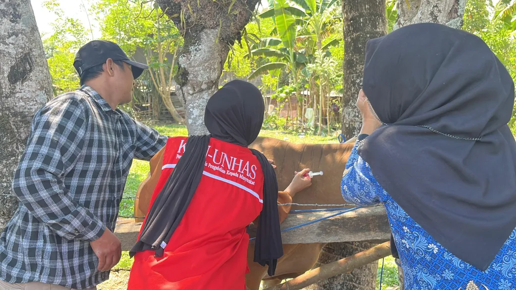 Mahasiswa KKN Tematik Fakultas Peternakan Unhas bersama petugas memvaksin sapi, memperkuat kesehatan ternak dan kesejahteraan peternak berkelanjutan. (Foto: Dok.Pribadi).